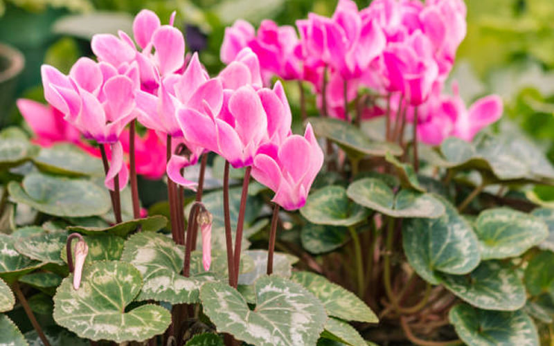 Hoa Tiên Khách Lai có ý nghĩa gì? Hoa Tiên Khách Lai có ý nghĩa gì?