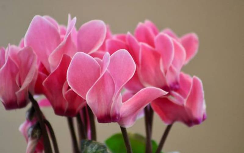 Cận cảnh Hoa Tiên Khách Lai Cận cảnh Hoa Tiên Khách Lai