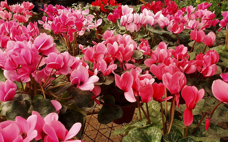 Cách trồng và chăm sóc Hoa Tiên Khách Lai Cách trồng và chăm sóc Hoa Tiên Khách Lai