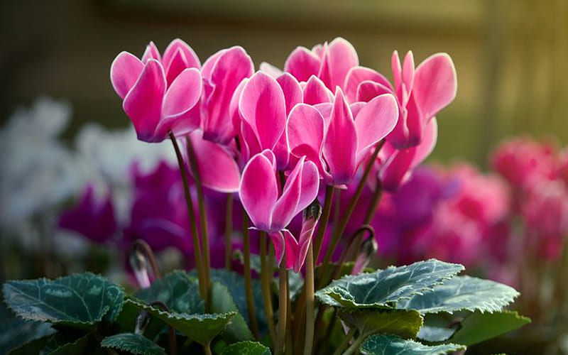 Hoa Tiên Khách Lai (Habranthus robustus × Spreckelia formosissima) Hoa Tiên Khách Lai (Habranthus robustus × Spreckelia formosissima)