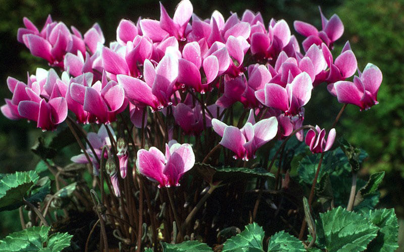 Nhóm Hoa Tiên Khách Lai hồng trắng nổi bật Nhóm Hoa Tiên Khách Lai hồng trắng nổi bật