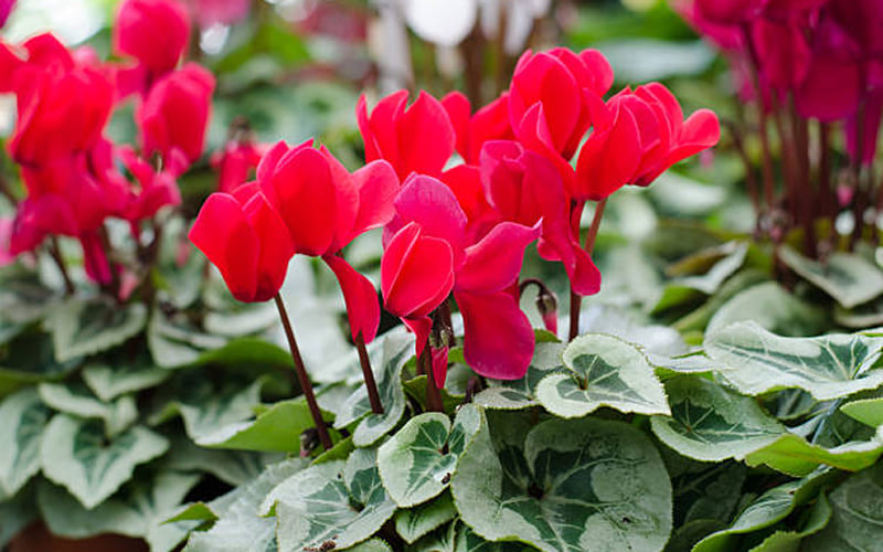 Hoa Tiên Khách Lai sắc đỏ nổi bật Hoa Tiên Khách Lai sắc đỏ nổi bật