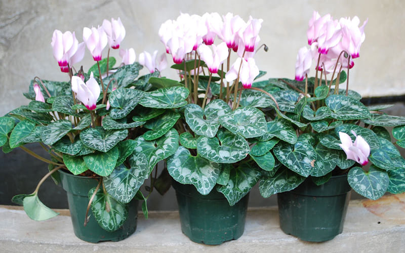 Ứng dụng của Hoa Tiên Khách Lai trong đời sống Ứng dụng của Hoa Tiên Khách Lai trong đời sống