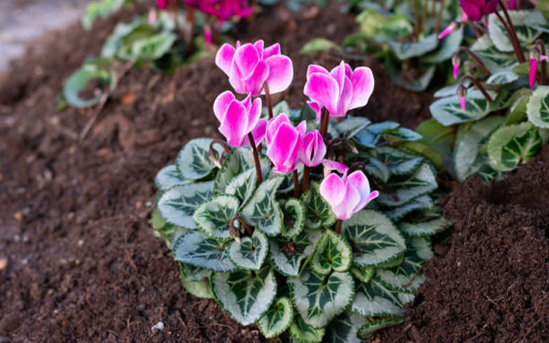 Hoa Tiên Khách Lai có dễ trồng không? Hoa Tiên Khách Lai có dễ trồng không?