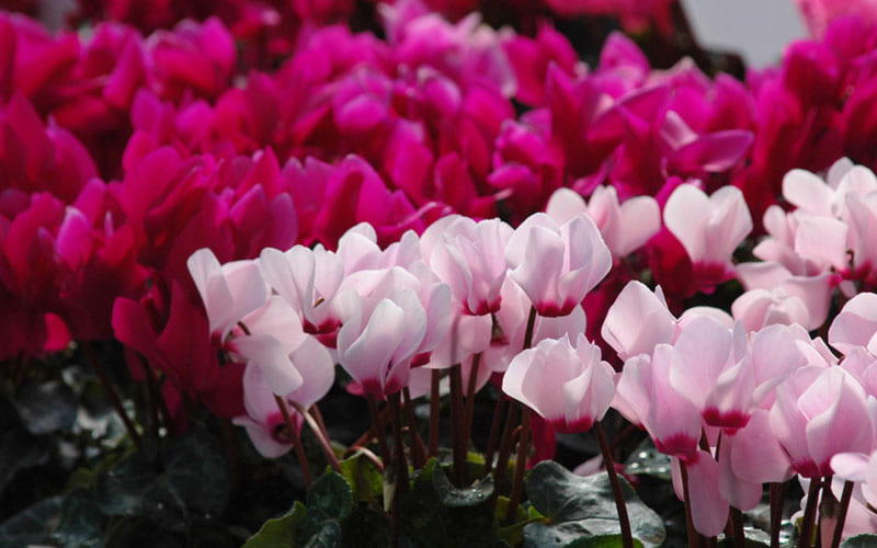 Hoa Tiên Khách Lai với 2 màu lộng lẫy Hoa Tiên Khách Lai với 2 màu lộng lẫy