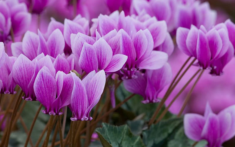 Cận cảnh Hoa Tiên Khách Lai nở rộ Cận cảnh Hoa Tiên Khách Lai nở rộ