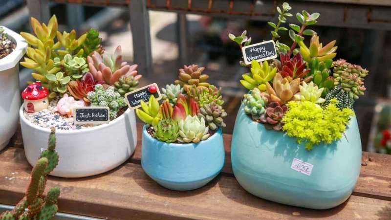 Sen đá để bàn Sen đá để bàn