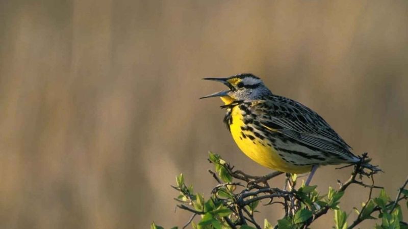 Con chim chiền chiện