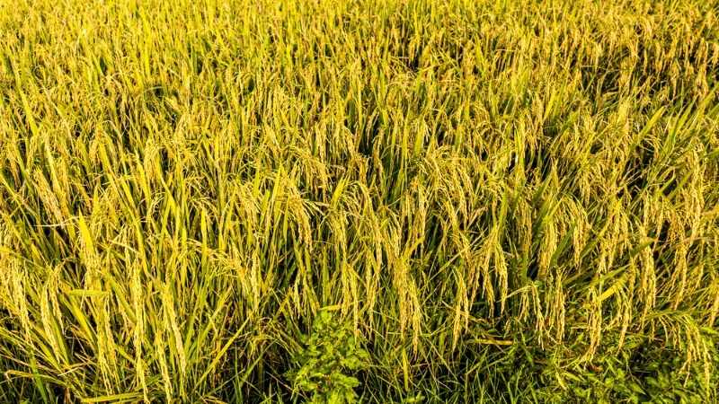 Hạt gạo làng ta