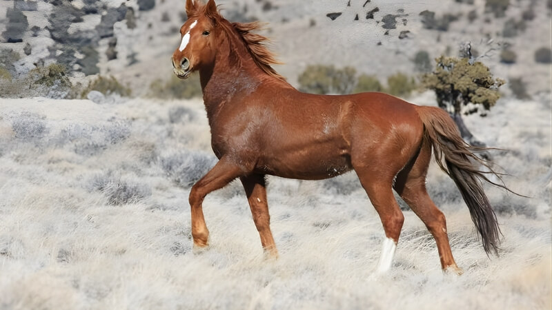 Tuổi Ngọ (Ngựa) – Trực Thái Tuế, biến động mạnh, cần chuẩn bị kỹ lưỡng