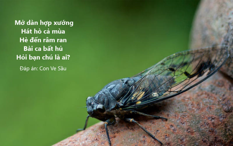 Câu đố về các loài vật