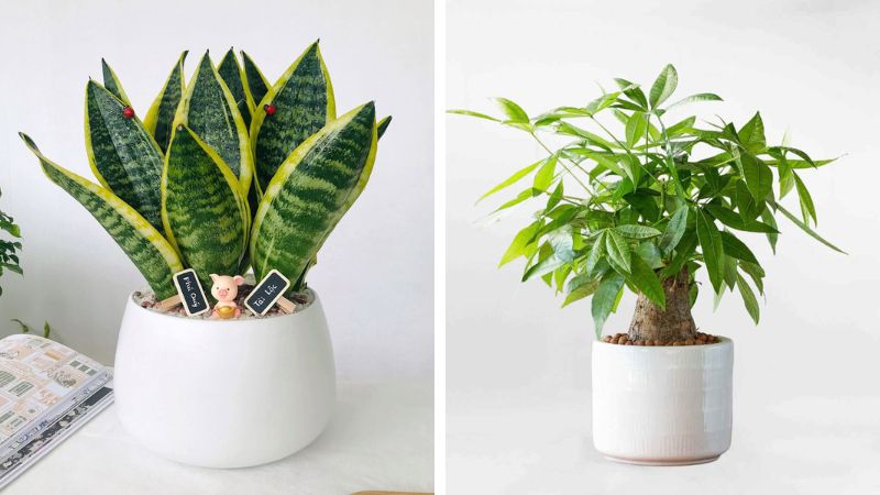 Lưỡi hổ và kim ngân sẽ hợp với tuổi Thìn Lưỡi hổ và kim ngân sẽ hợp với tuổi Thìn