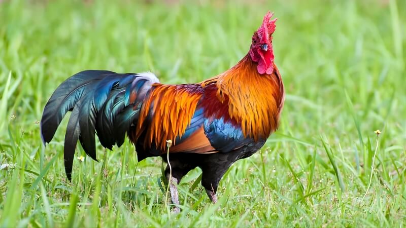 Tuổi Dậu - Hình Thái Tuế