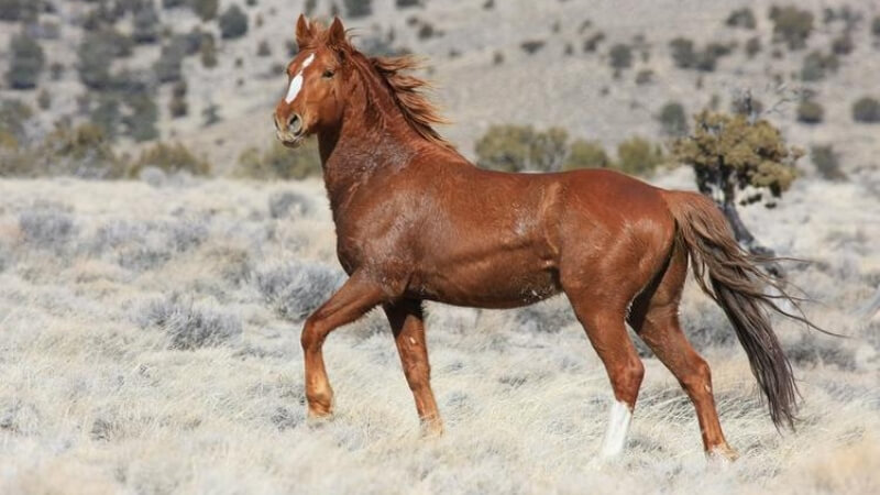 Tuổi Ngọ - Trực Thái Tuế (Năm tuổi)