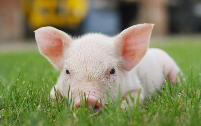 Những tuổi đẹp (không phạm Kim Lâu) năm 2026