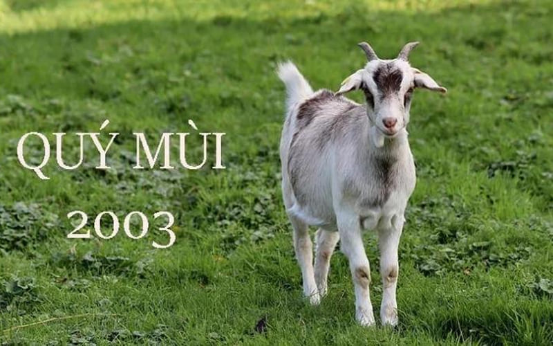 Danh sách chi tiết: Năm 2026 tuổi nào phạm Kim Lâu?