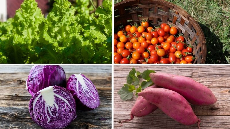 Nguyên liệu salad rau củ sốt mè rang