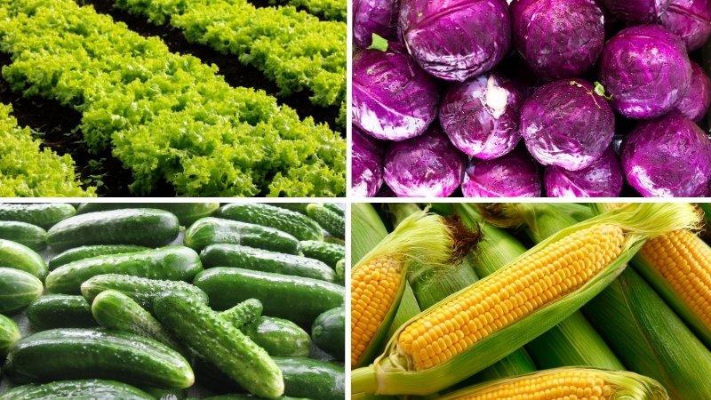 Nguyên liệu salad rau củ sốt mè rang