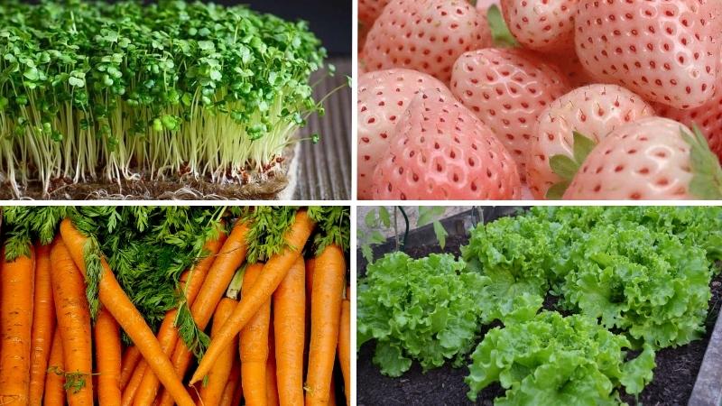 Nguyên liệu salad rau củ sốt mè rang