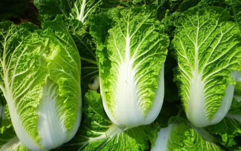 Cải thảo tạo vị ngọt dịu cho nước lẩu. Cải thảo tạo vị ngọt dịu cho nước lẩu.