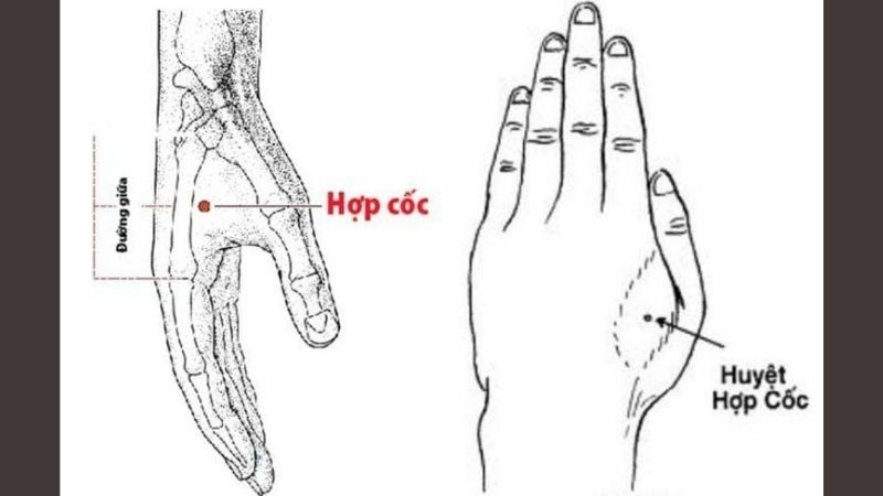 Huyệt Hợp Cốc