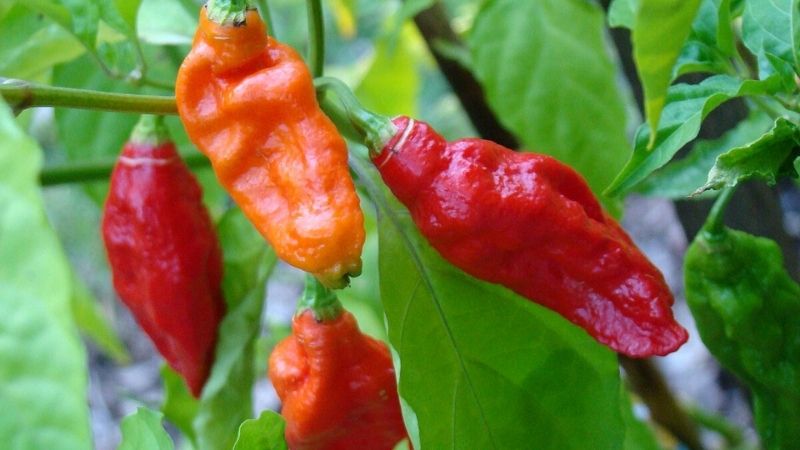 Ghost pepper là gì và tại sao nó lại cay “khủng bố” đến vậy? Ghost pepper là gì và tại sao nó lại cay “khủng bố” đến vậy?