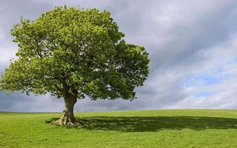 Cung mệnh của năm sinh 1970