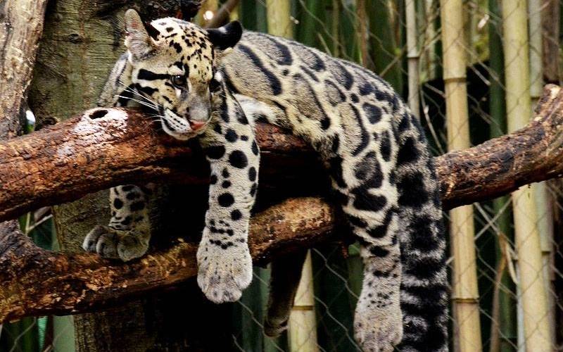 Báo mây Formosan là phân loài đặc hữu, từng sống chỉ ở đảo Đài Loan