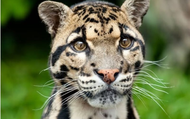 Một số cá thể báo mây Formosan được ghi nhận tái xuất tại vùng núi Đài Loan