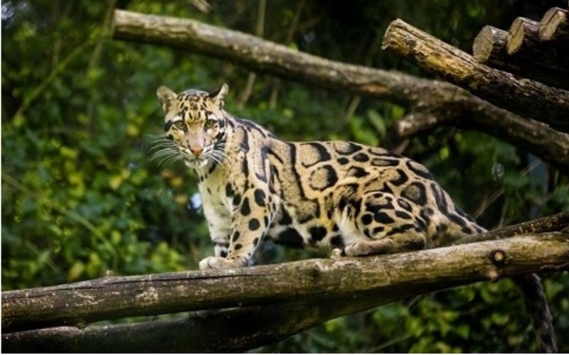 Báo mây Formosan có thể còn tồn tại nhưng chưa được xác thực