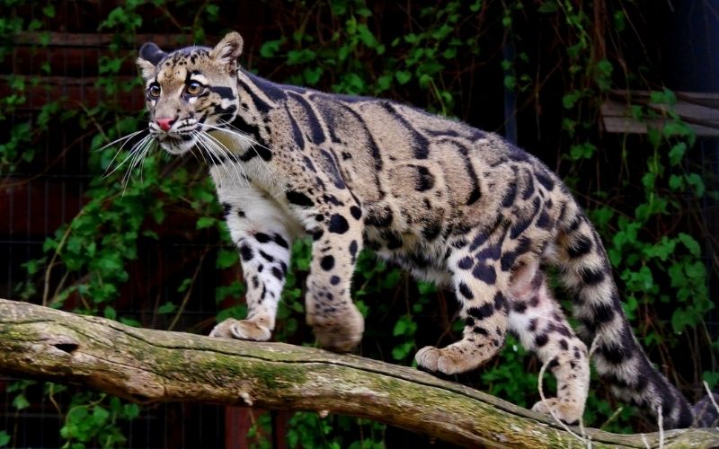 Môi trường sống chính là rừng nguyên sinh cao 1.000 mét tại Đài Loan