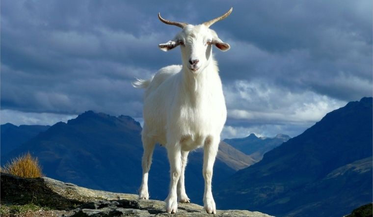 Người sinh năm 1955 tuổi gì, mệnh gì? Tổng quan tử vi người sinh năm Ất Mùi 1955