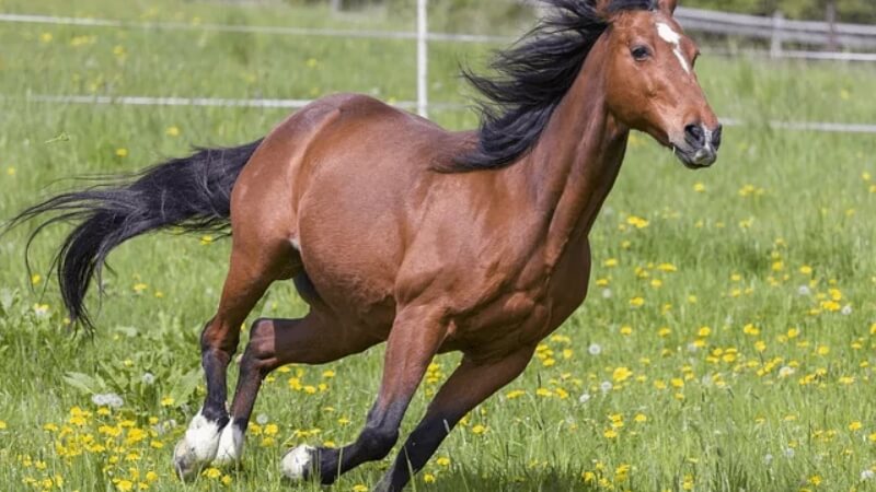 Tuổi Bính Ngọ 1966 hợp tuổi nào?