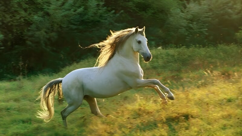 Cung mệnh của năm sinh 1966