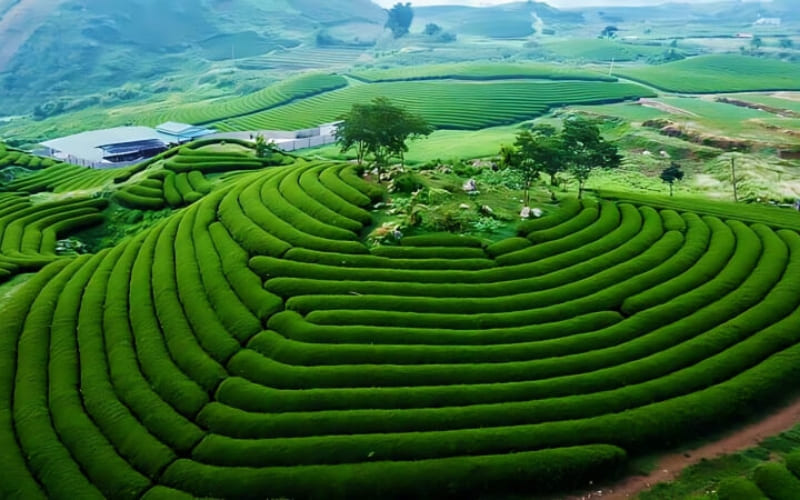 Người đi du lịch thưởng thức hoa cải trắng tinh khôi.