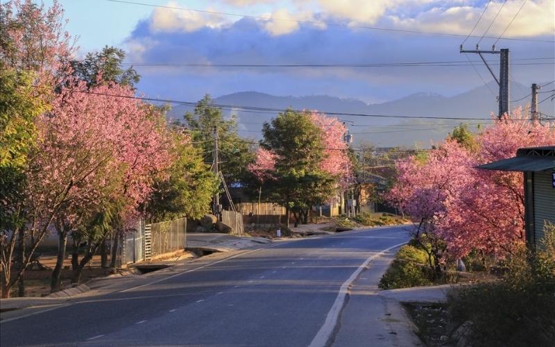 Du khách được chiêm ngưỡng hoa đào nhuộm hồng phố núi.