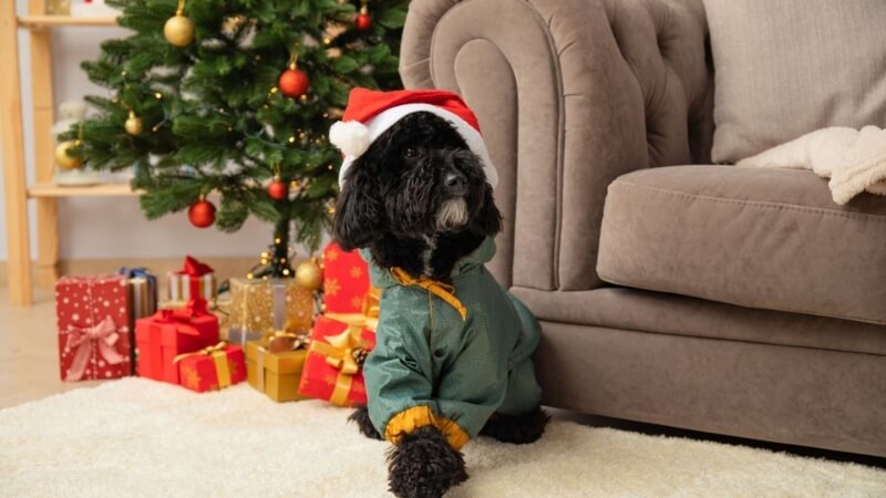 Hình nền Giáng sinh cho máy tính bố cục cân bằng giữa chi tiết trang trí và khoảng trống sử dụng