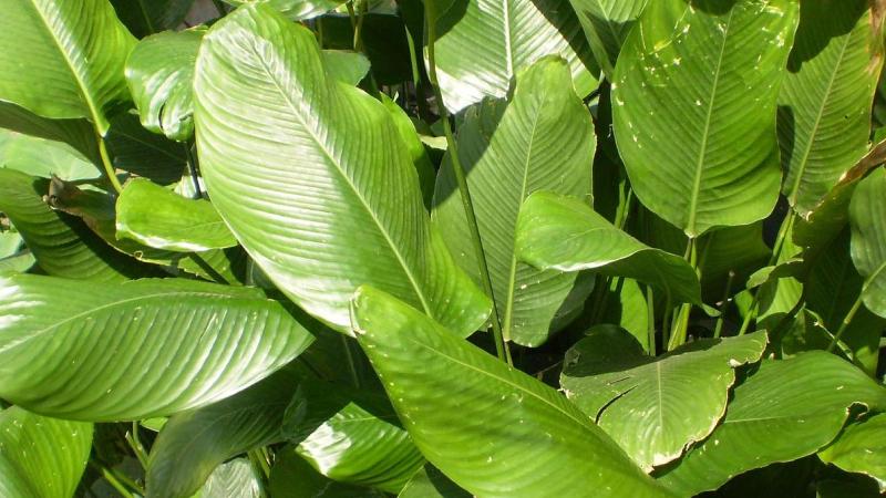 Chọn lá dong đẹp để gói bánh chưng Chọn lá dong đẹp để gói bánh chưng