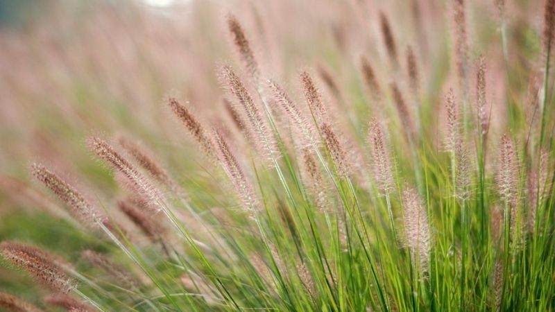 Hoa cỏ may Hoa cỏ may