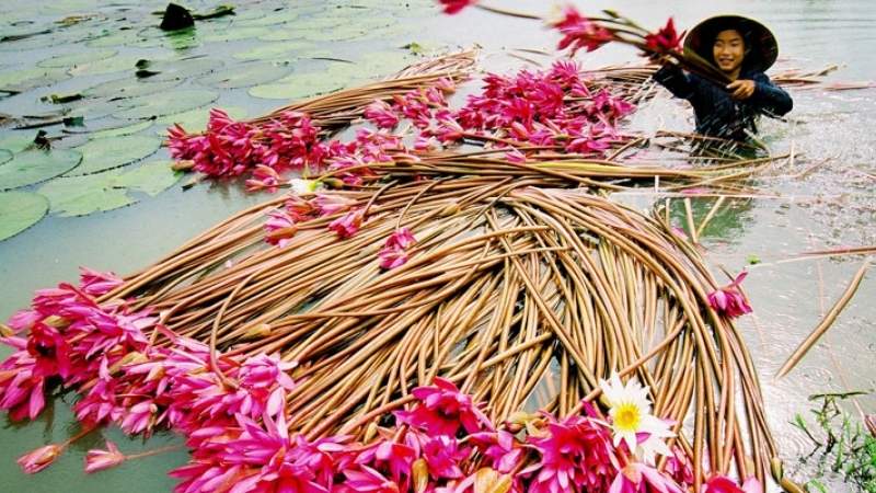 Bông súng Bông súng