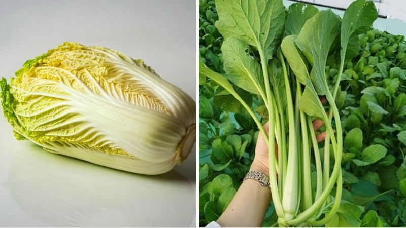 Cải thảo & Cải ngọt Cải thảo & Cải ngọt