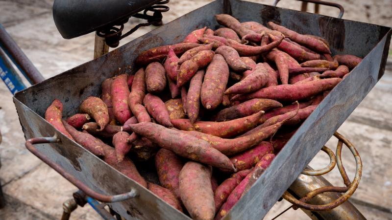 Nguyên liệu làm khoai deo Quảng Bình