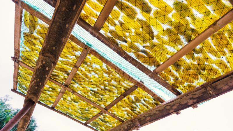 Phơi khoai dưới nắng