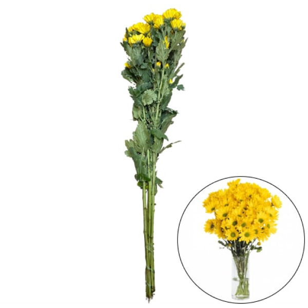 Cúc mai Đà Lạt
