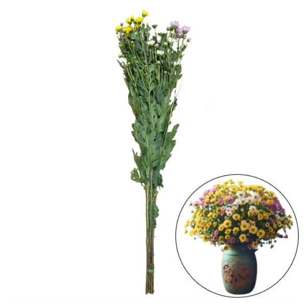 Cúc tứ quý Đà Lạt