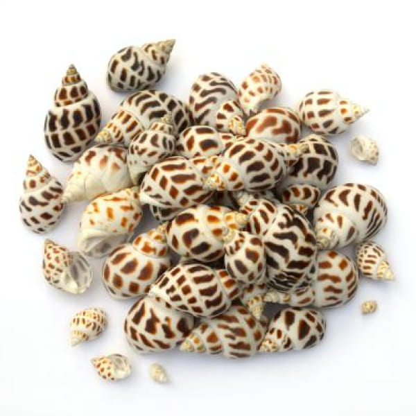 Ốc hương Sa Kỳ
