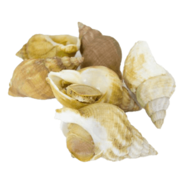 Ốc bulot Sa Kỳ