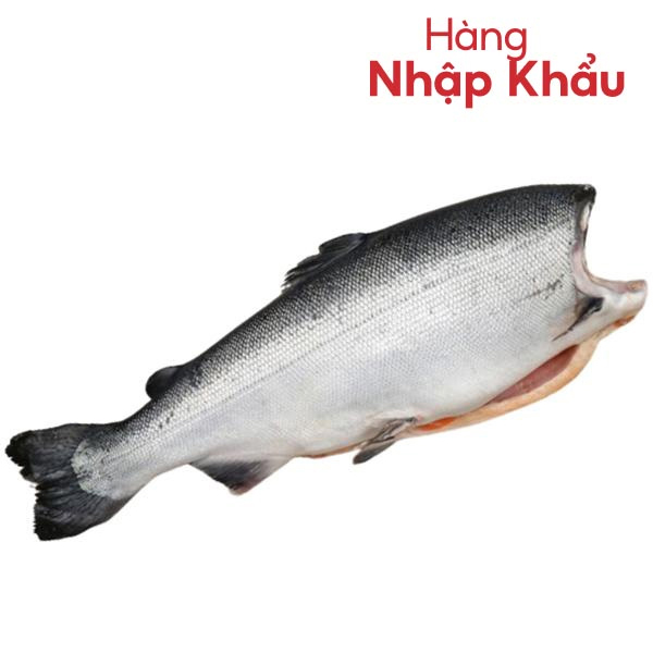 Cá hồi coho nguyên con nhập khẩu Chi Lê