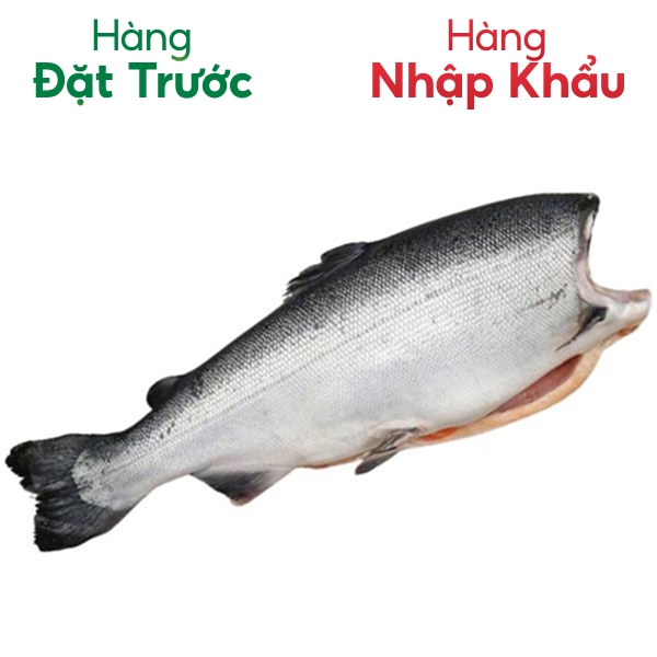 Cá hồi coho nguyên con nhập khẩu Chi Lê