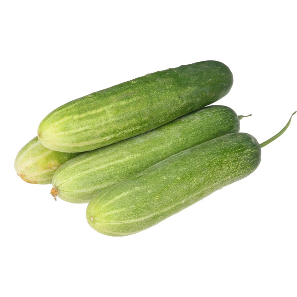 Dưa leo